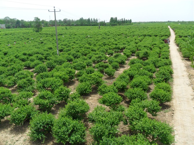 金银花基地
