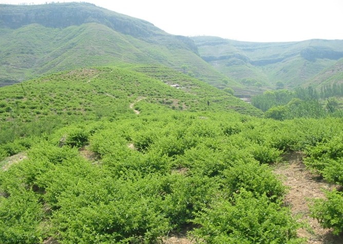 金银花基地