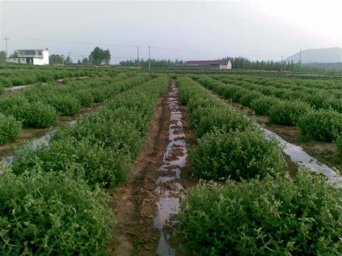 金银花基地