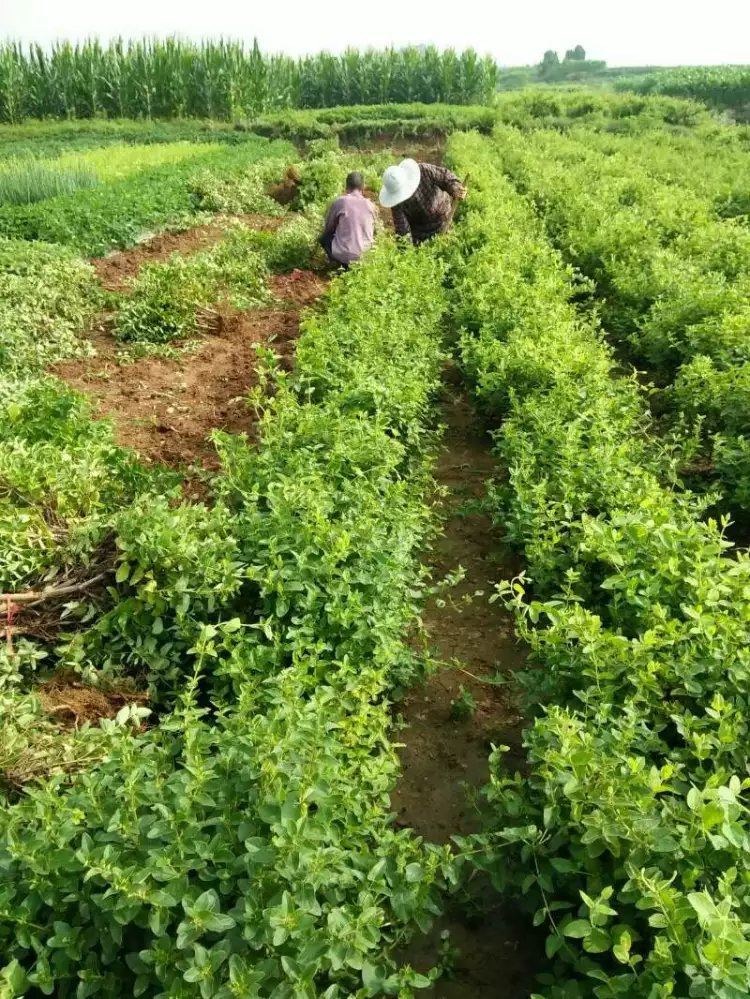 金银花苗起苗