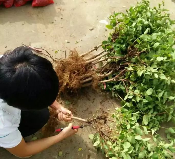 金银花苗修剪