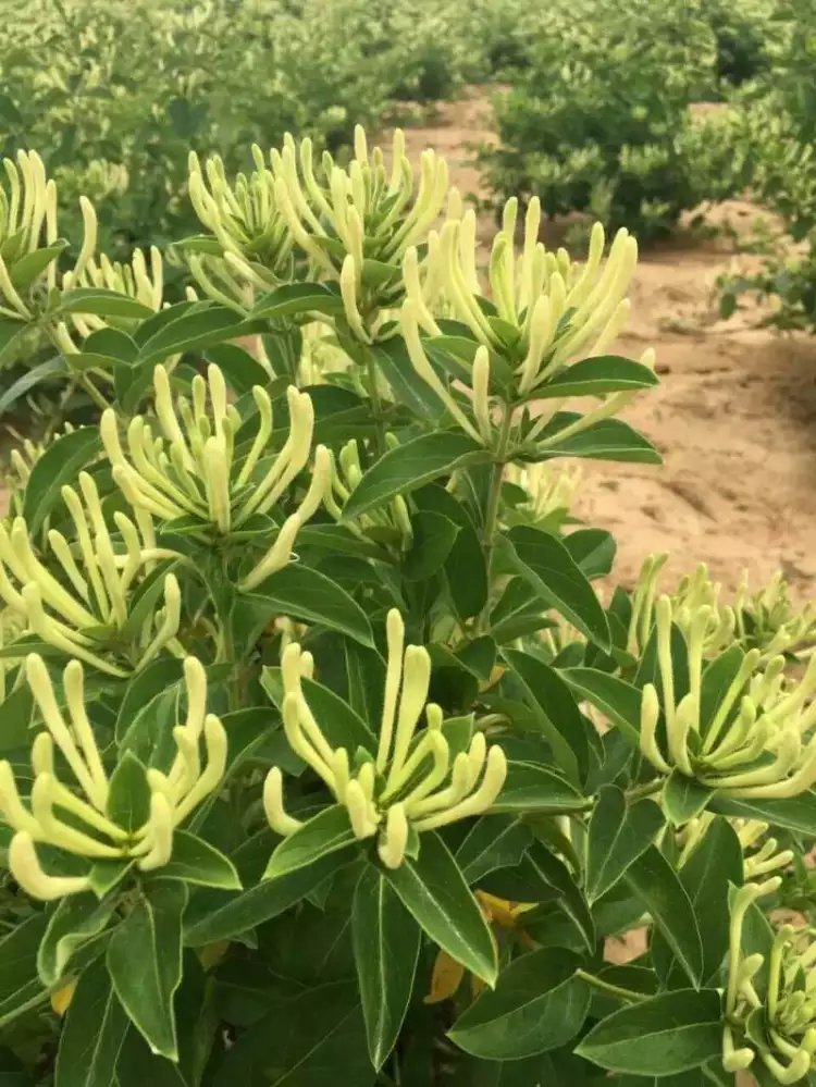 北花一号金银花苗