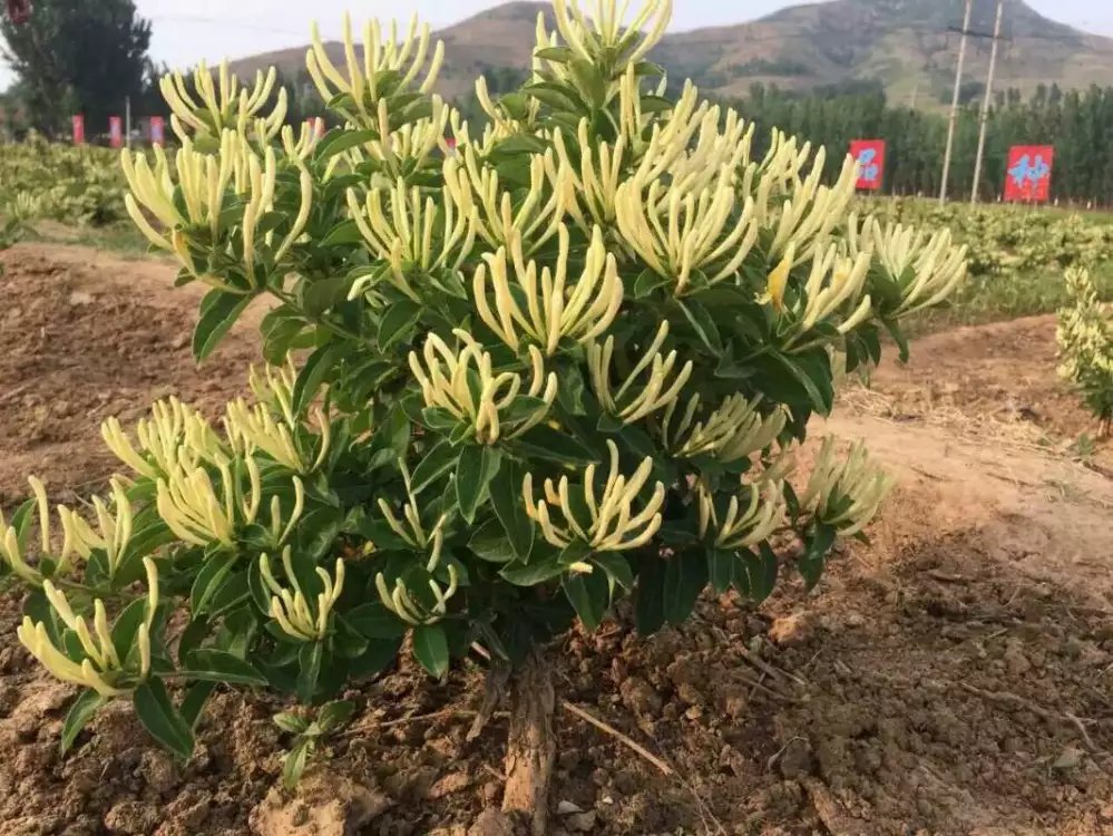 金银花新品种盛开