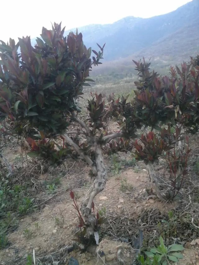金银花护坡