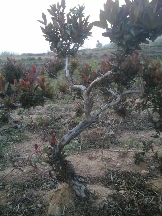 红色金银花绿化荒山