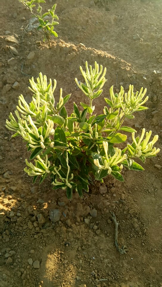 去年秋天种植的金银花小苗采摘